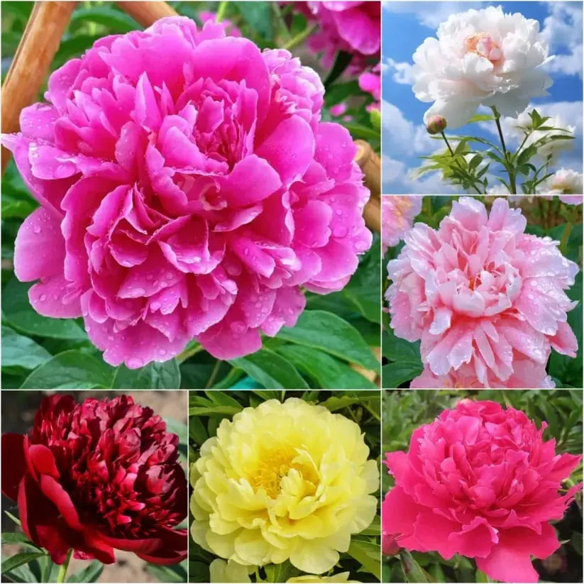 Beautiful Pink Peony Flower Seeds for Home Garden