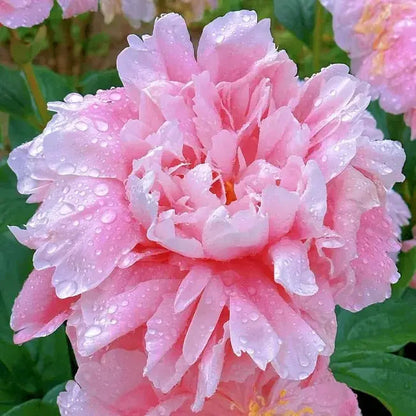Beautiful Pink Peony Flower Seeds for Home Garden