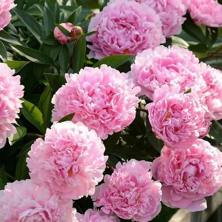 Beautiful Pink Peony Flower Seeds for Home Garden