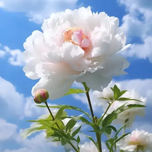 Beautiful Pink Peony Flower Seeds for Home Garden - Cofik