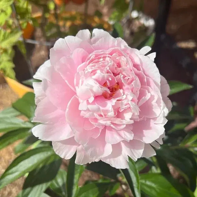 Beautiful Pink Peony Flower Seeds for Home Garden