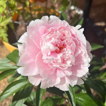 Beautiful Pink Peony Flower Seeds for Home Garden