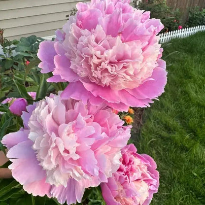 Beautiful Pink Peony Flower Seeds for Home Garden
