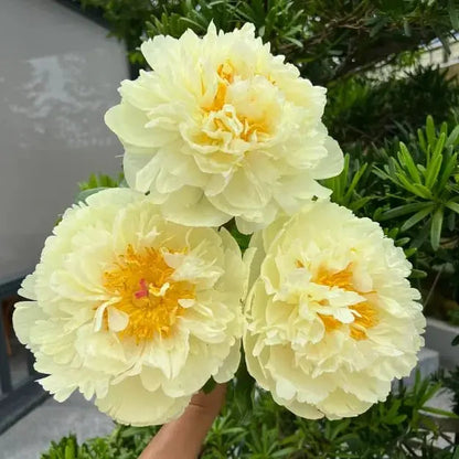 Beautiful Pink Peony Flower Seeds for Home Garden