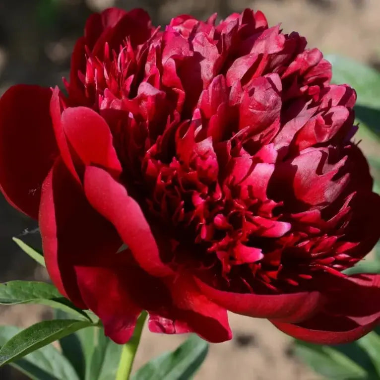Beautiful Pink Peony Flower Seeds for Home Garden