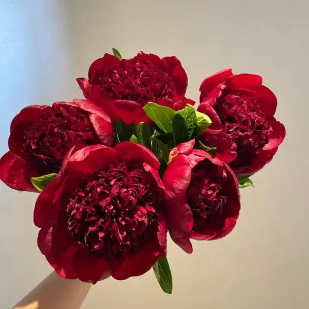Beautiful Pink Peony Flower Seeds for Home Garden