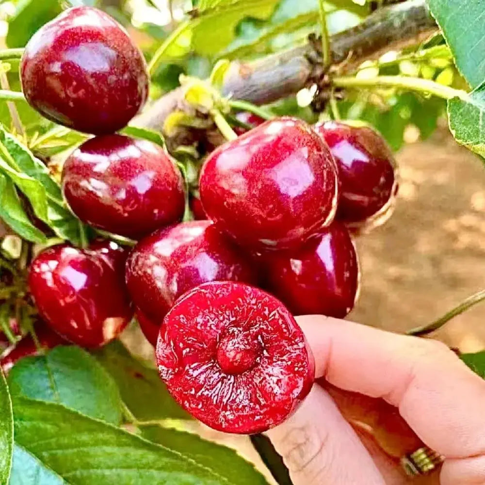Delicious Cherry Seeds for Planting - Cofik