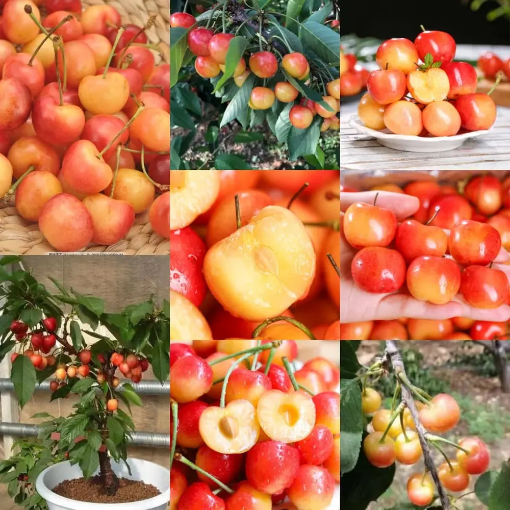 Delicious Cherry Seeds for Planting