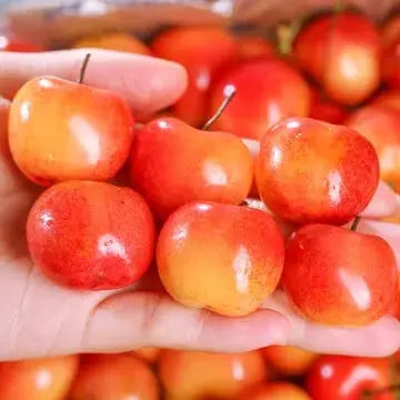 Delicious Cherry Seeds for Planting