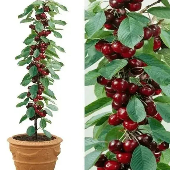 Delicious Cherry Seeds for Planting