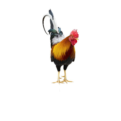 Colorful Bird Garden Statue - Cofik