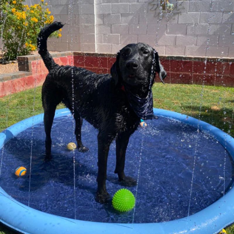 Fun Pet Water Play Mat - Cofik