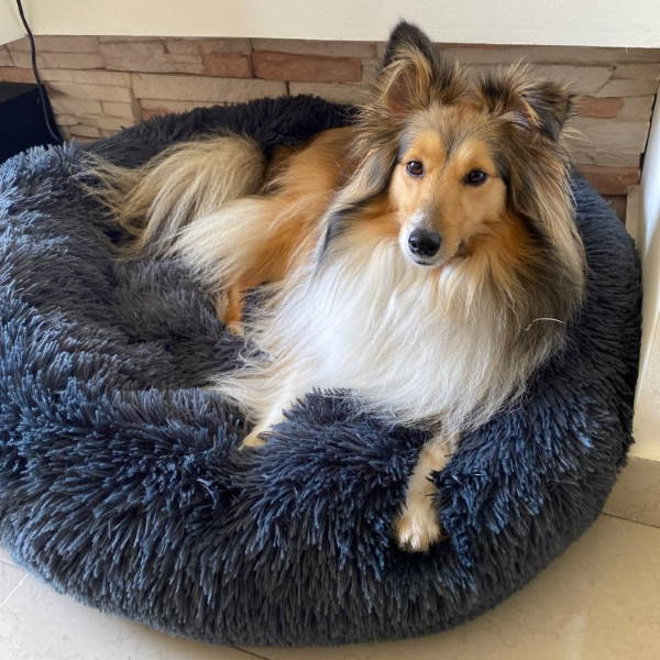 Comfortable Pet Bed & Calming Dog Blanket - Cofik