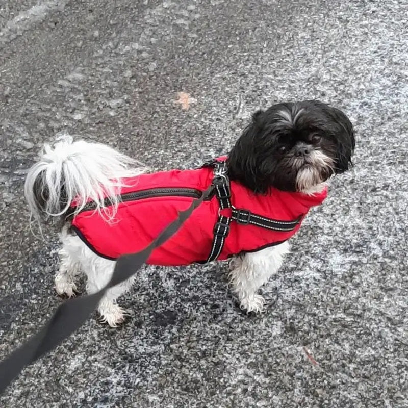 Warm Insulated Dog Coat with Reflective Vest