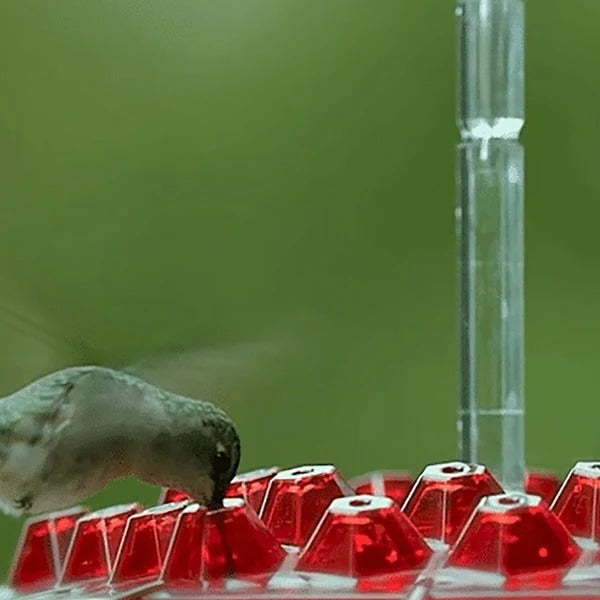 Easy Fill Hummingbird Feeder With Ant Trap