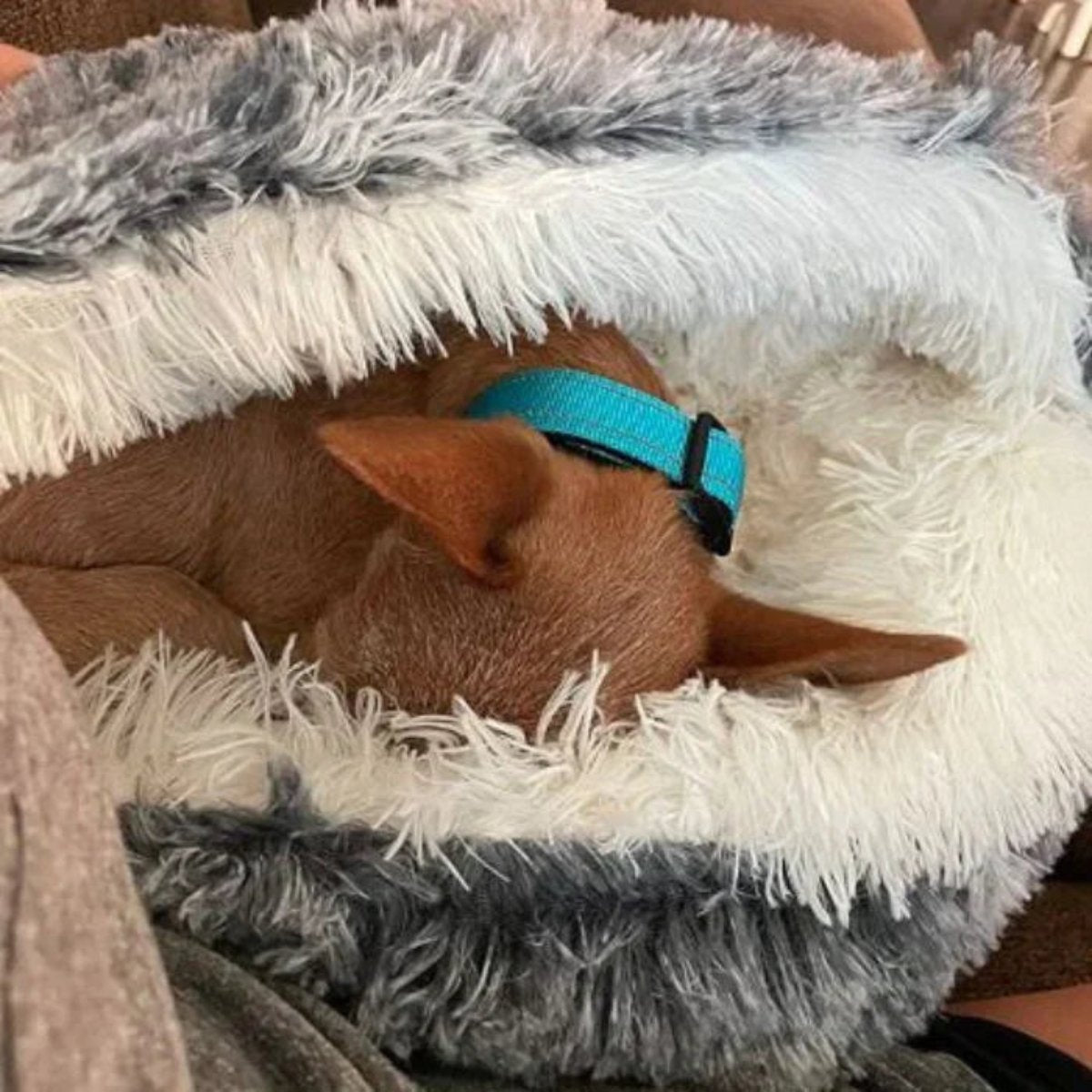Cozy Pet Hideaway Bed