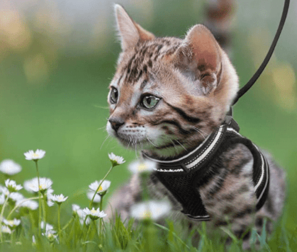 Safe Cat Harness with Reflective Straps