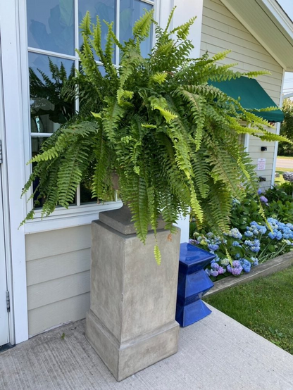 Durable Outdoor Boston Fern | Realistic UV Protected Plant