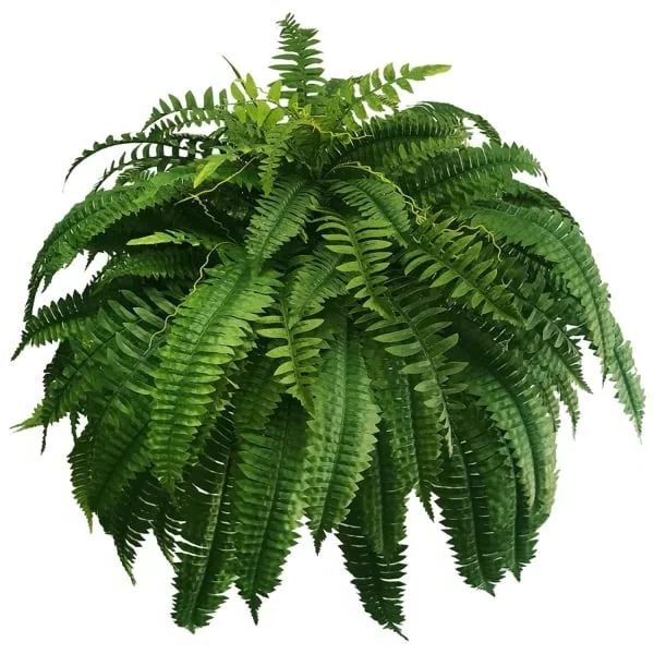 Durable Outdoor Boston Fern | Realistic UV Protected Plant