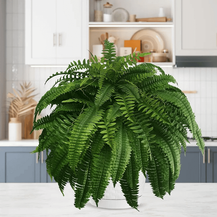 Durable Outdoor Boston Fern | Realistic UV Protected Plant