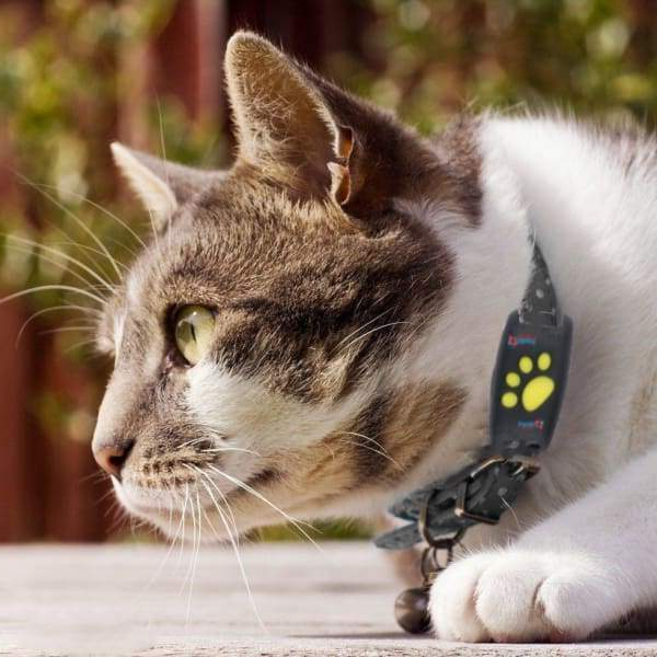 Pet GPS Tracker Device for Cats Locator Microchip - Cofik