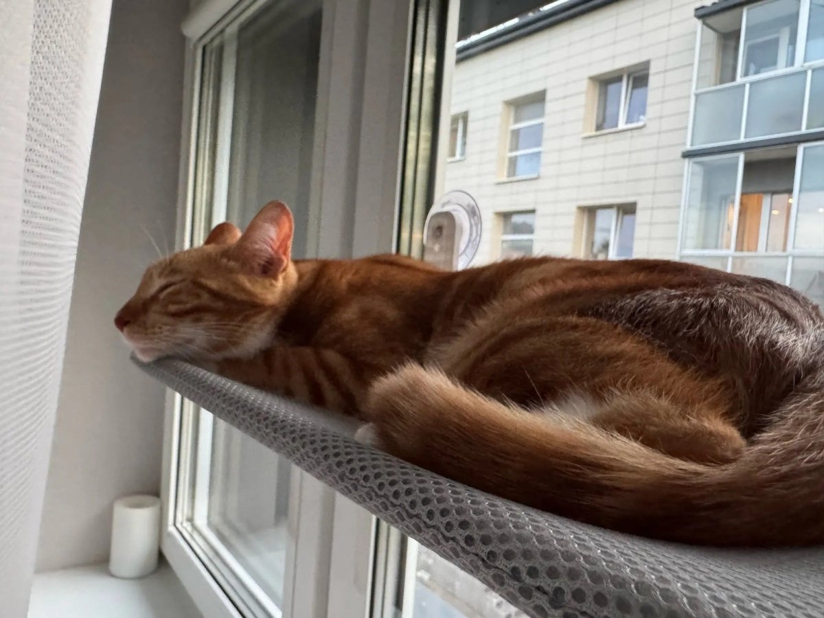 Space-Saving Cat Window Perch with Easy Mount