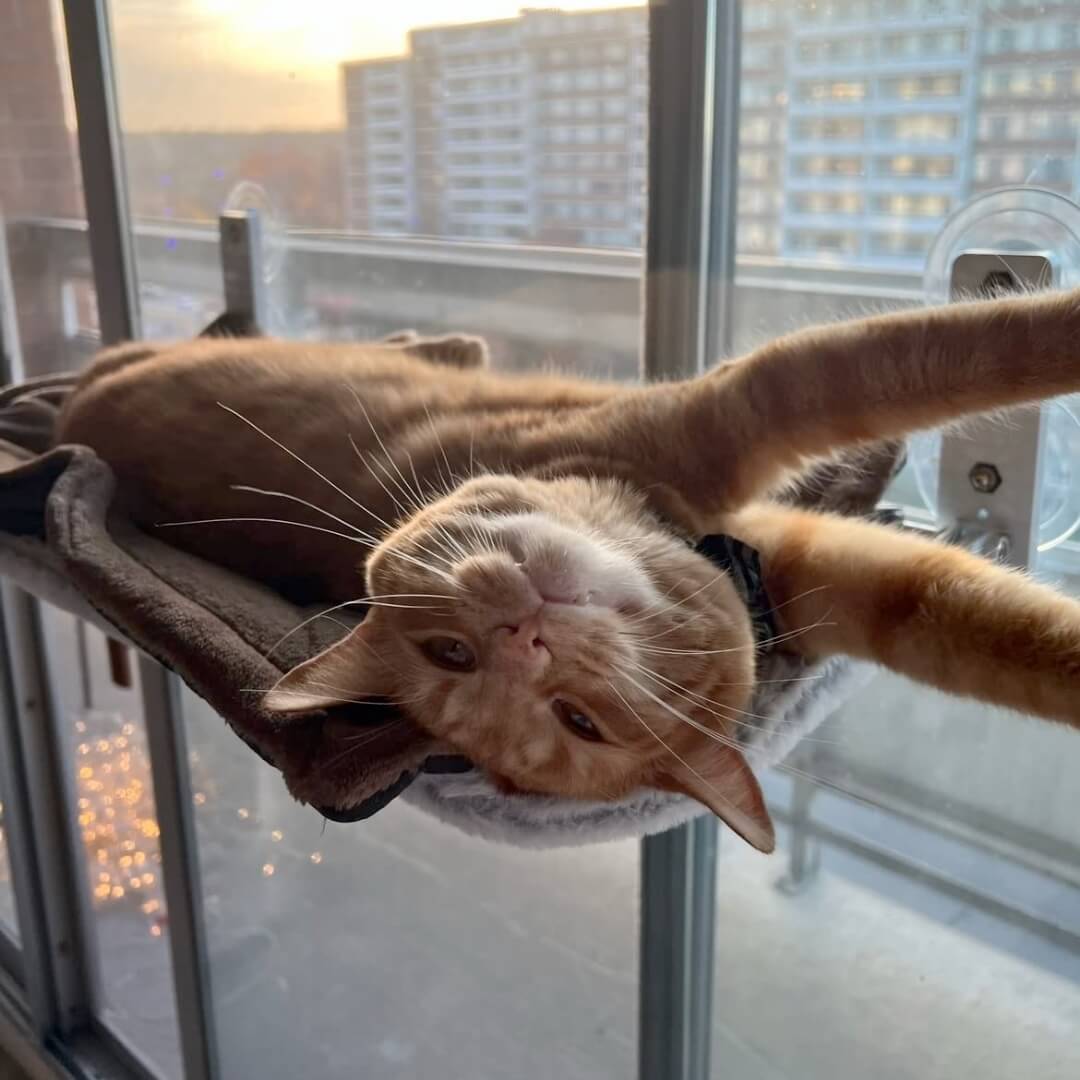 Space-Saving Cat Window Perch with Easy Mount