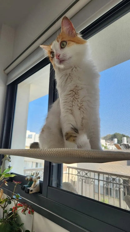 Space-Saving Cat Window Perch with Easy Mount