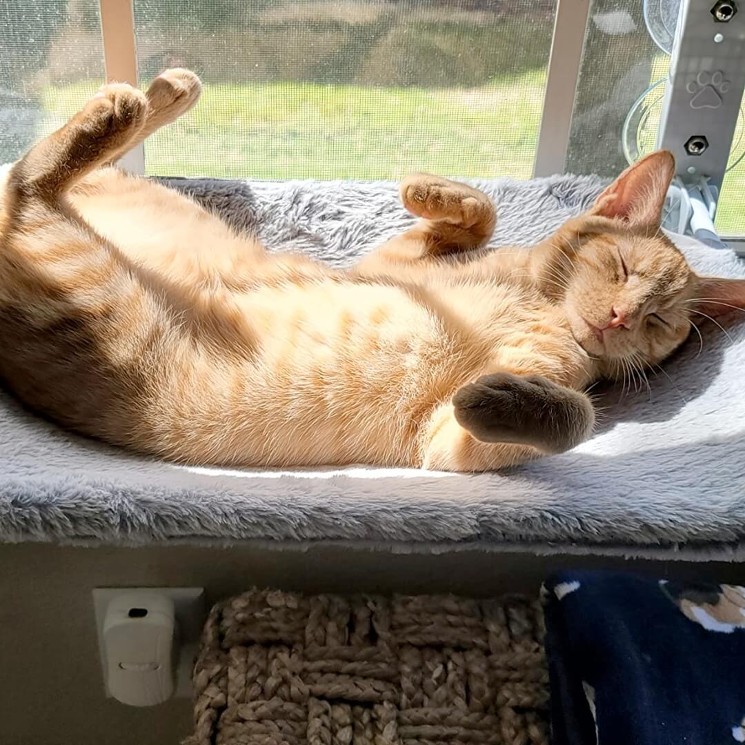 Space-Saving Cat Window Perch with Easy Mount