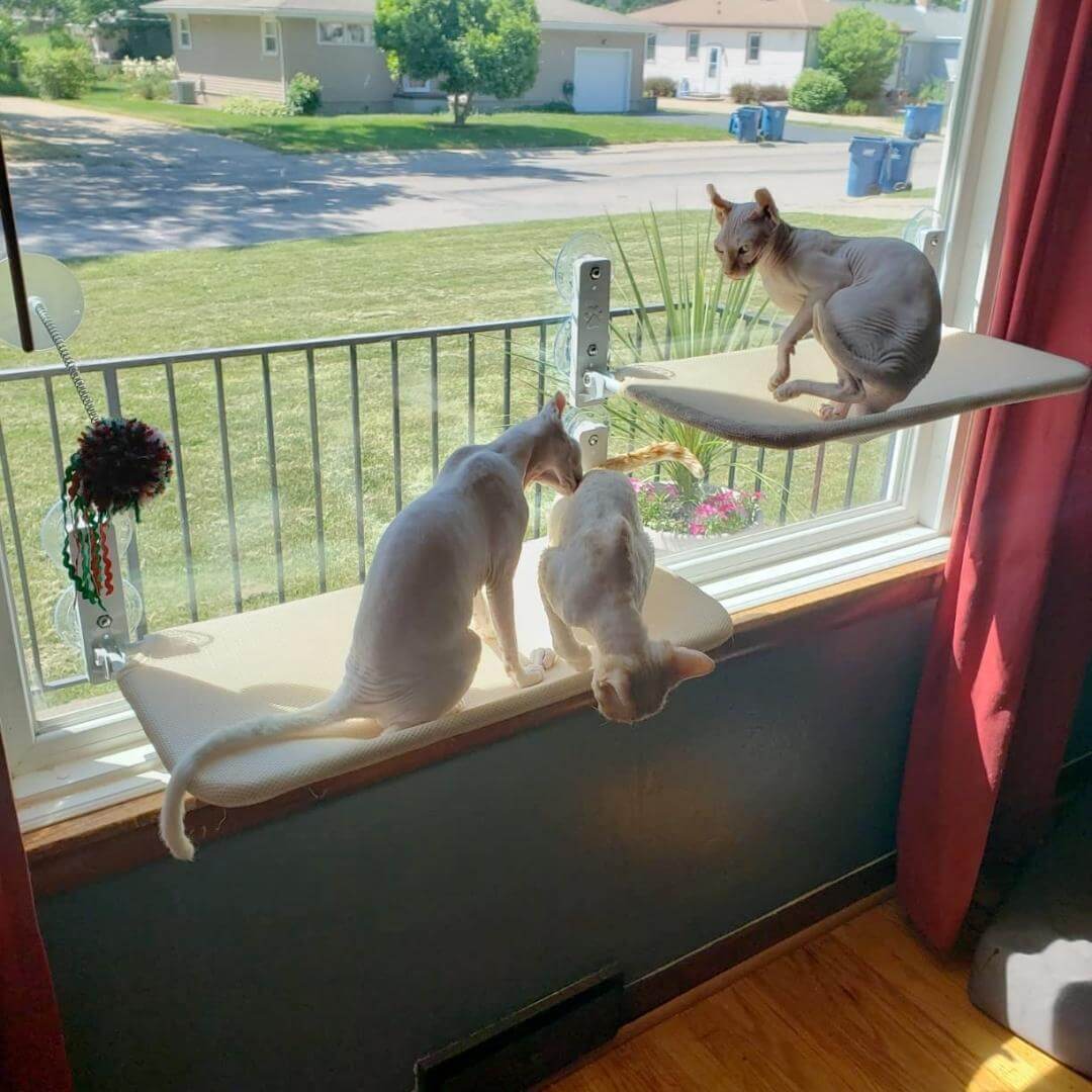 Space-Saving Cat Window Perch with Easy Mount
