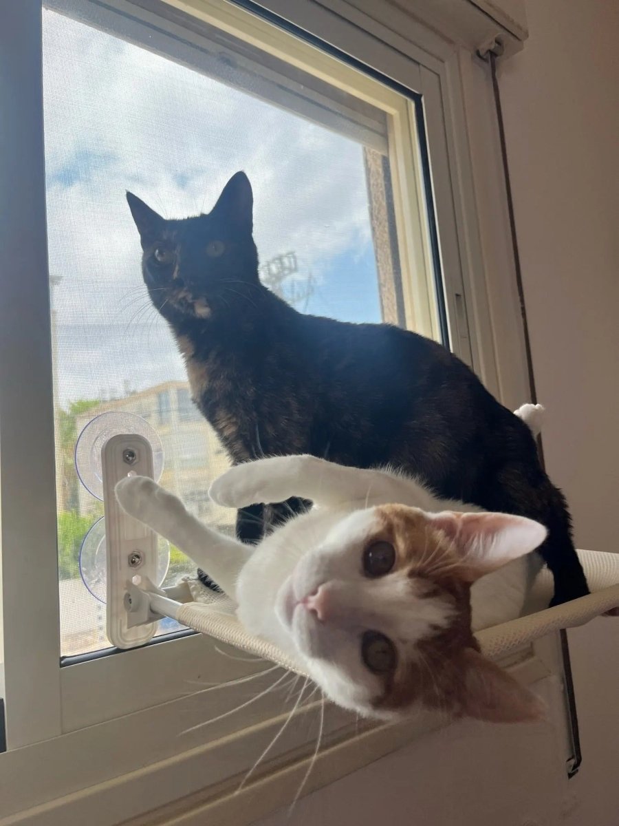 Space-Saving Cat Window Perch with Easy Mount