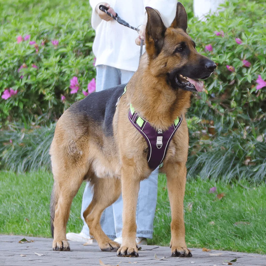 Easy Walk Comfortable Dog Harness