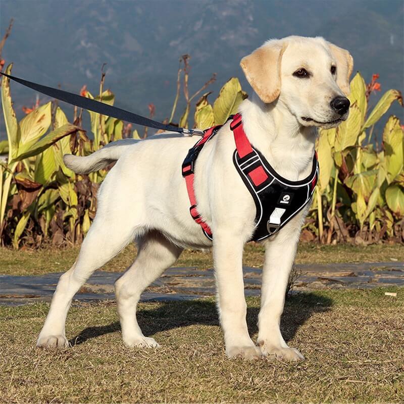 Easy Walk Comfortable Dog Harness