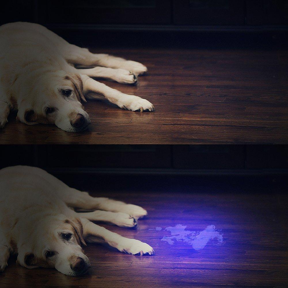 Bright LED Blacklight Flashlight Detector