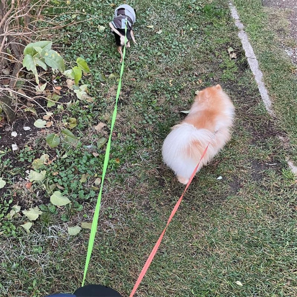 Easy Walk Double Dog Leash